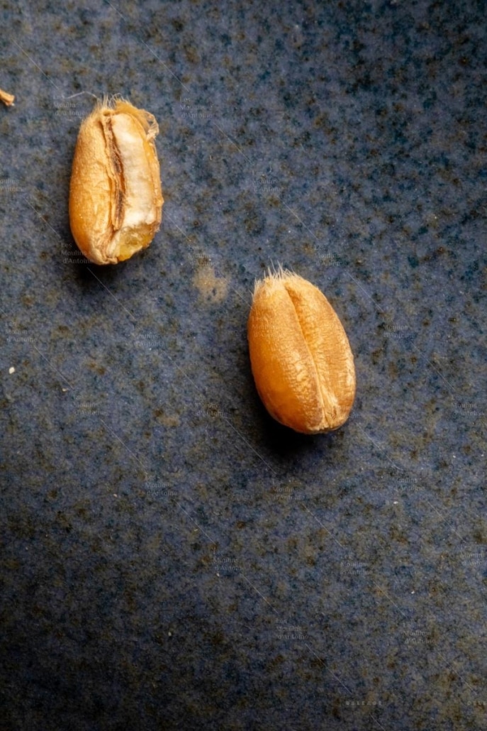Grain entier et grain en coupe longitudinale @P.Soissons