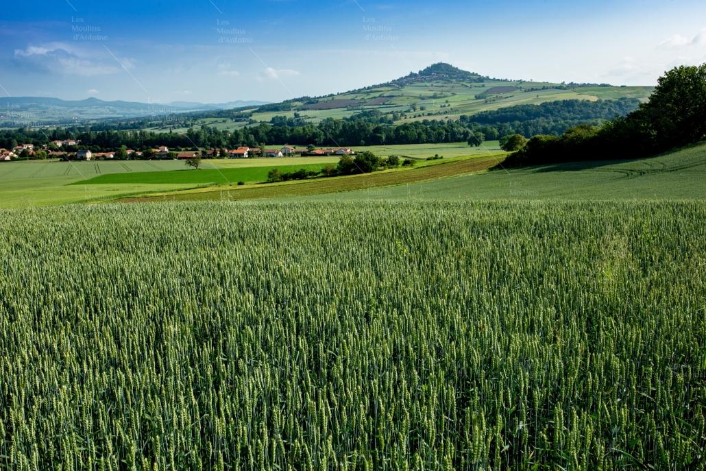 Champ de blés de Limagne @P.Soissons