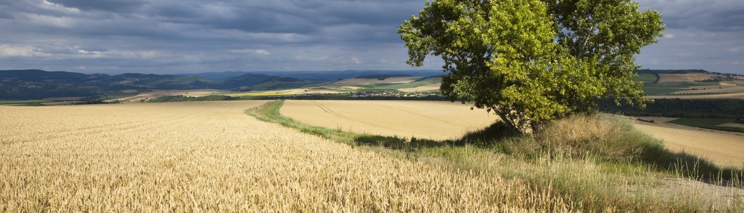 Les blés des Limagnes d'Auvergne des Moulins d'Antoine@P. Soissons